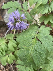 Hydrophyllum capitatum