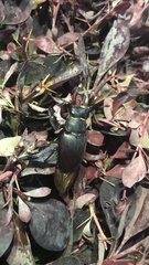 Lucanus cervus