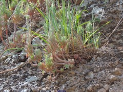 Brachypodium distachyon