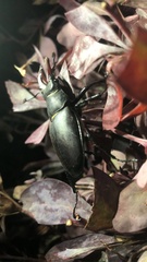 Lucanus cervus
