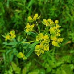 Euphorbia virgata