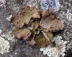 Lasallia pensylvanica