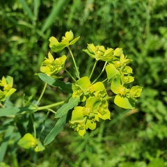 Euphorbia virgata