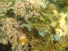 Dictyopteris undulata