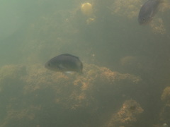 Chromis punctipinnis