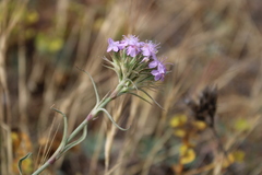 Dianthus pseudarmeria