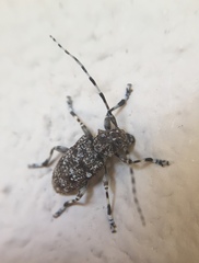 Aegomorphus clavipes