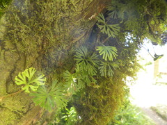 Elaphoglossum peltatum