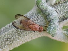 Minettia inusta