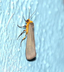 Gnamptonychia ventralis