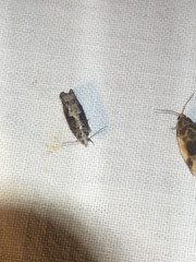 Pseudexentera maracana