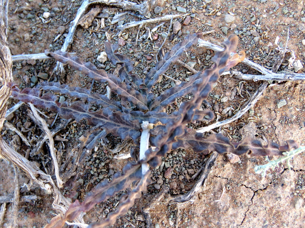 Fockea sinuata, Central Karoo DC, South Africa