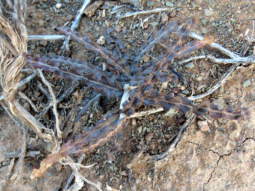 Image of Fockea sinuata by no rights reserved