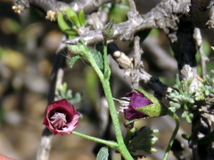 Hermannia spinosa