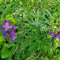 Hesperis matronalis