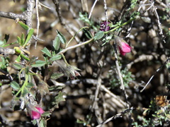 Hermannia spinosa