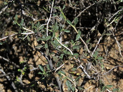 Hermannia spinosa