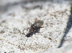 Chlamydatus evanescens