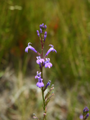 Lobelia urens