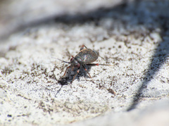 Chlamydatus evanescens