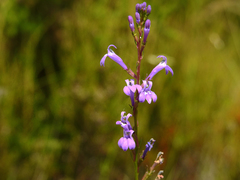 Lobelia urens