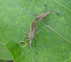 Chariesterus antennator