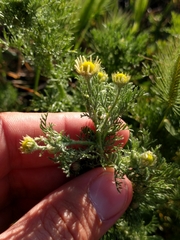 Matricaria