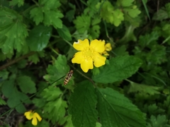 Episyrphus balteatus