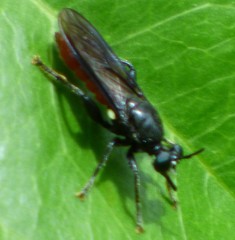 Lampria bicolor