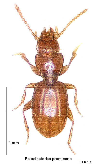 Pelodiaetodes