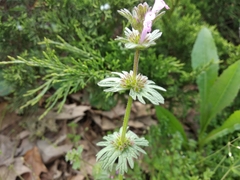 Lamium amplexicaule orientale