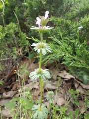 Lamium amplexicaule orientale