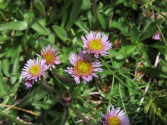 Erigeron epiroticus