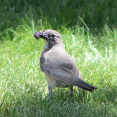 Turdus migratorius