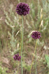 Allium atroviolaceum