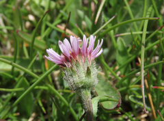 Erigeron epiroticus