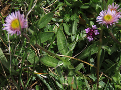 Erigeron epiroticus