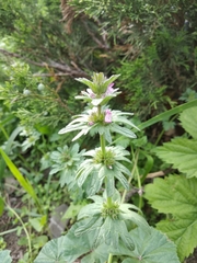 Lamium amplexicaule orientale
