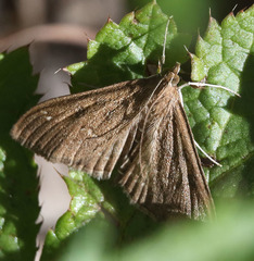 Mecyna mustelinalis