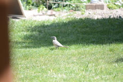 Turdus migratorius