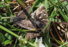 Metaxmeste schrankiana