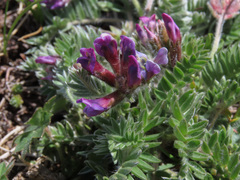 Oxytropis ocrensis