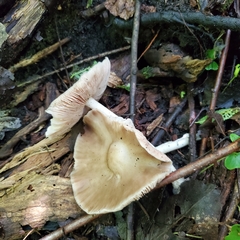 Pluteus cervinus