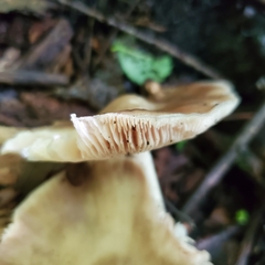 Pluteus cervinus