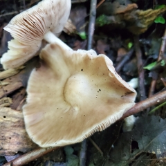 Pluteus cervinus