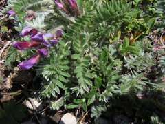 Oxytropis ocrensis