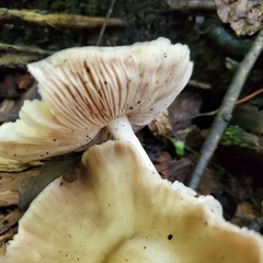Pluteus cervinus