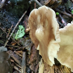 Pluteus cervinus