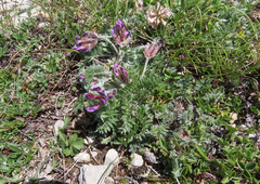 Oxytropis ocrensis