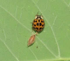 Dinocampus coccinellae paralysis virus